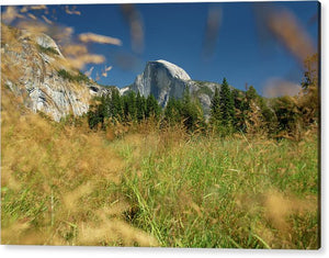 Half Dome from the Meadow - Acrylic Print