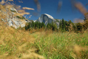 Half Dome from the Meadow - Art Print