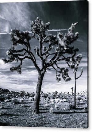 Joshua Tree Uniqueness - Acrylic Print
